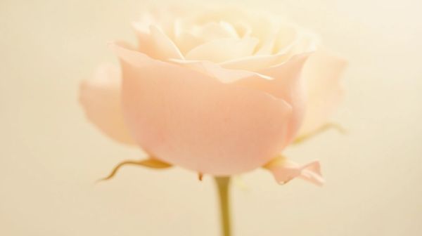Pourquoi opter pour une rose éternelle impressionne durablement